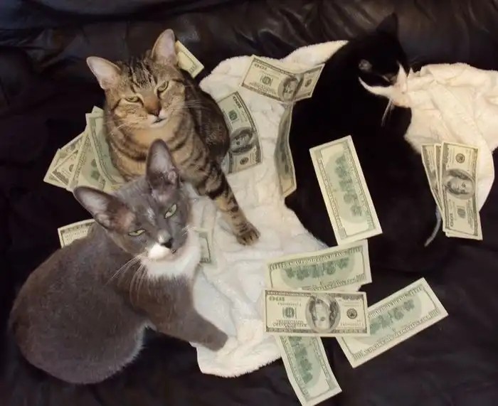 Cat counting cash