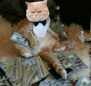 Bow tie cat
