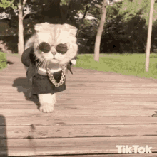 Cat in sunglasses