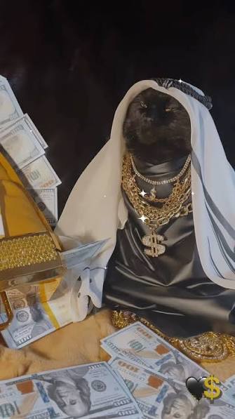 Sheikh cat