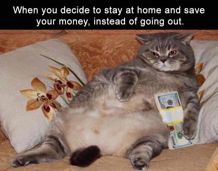 Cat on pillow