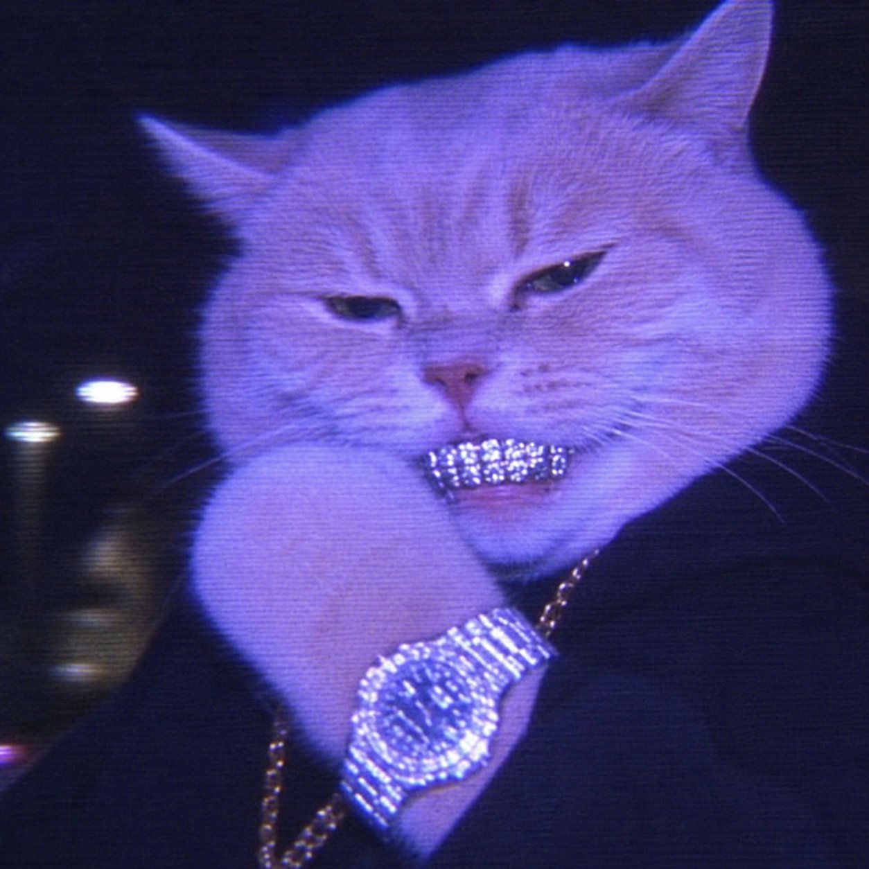 Iced out cat with grillz